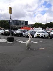 駐車場のペリカン